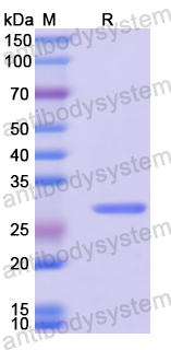 Recombinant Mouse MMP7 Protein, N-His