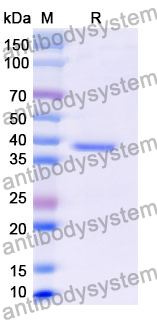 Recombinant Mouse CD48 Protein, N-GST & C-His