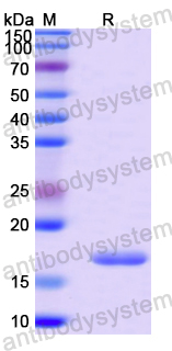 Recombinant Mouse Gal1/LGALS1 Protein, N-His
