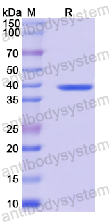 Recombinant Mouse CD7 Protein, N-GST & C-His