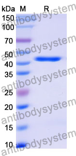Recombinant Mouse C1QTNF9 Protein, N-GST & C-His