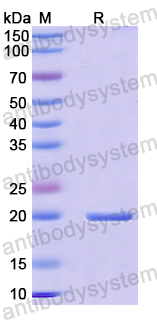 Recombinant Mouse CCL3/MIP-1-alpha Protein, N-His-SUMO