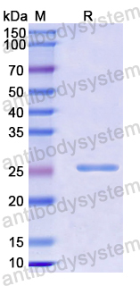 Recombinant Mouse CD28 Protein, N-His-SUMO