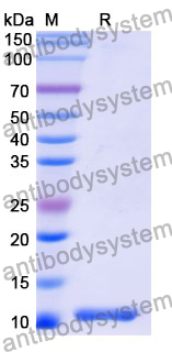 Recombinant Mouse CLU Protein, N-His