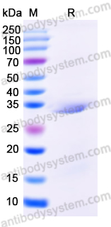 Recombinant Mouse GHR Protein, N-His