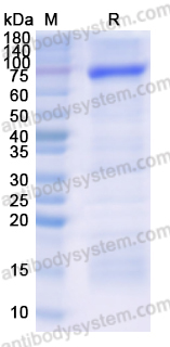 Recombinant Mouse HSPA5/BIP Protein, N-His