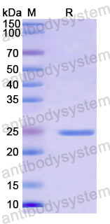 Recombinant Mouse CD324/CDH1 Protein, N-His