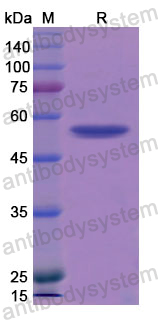 Recombinant Mouse BMP1 Protein, N-GST