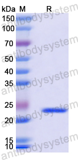 Recombinant Mouse CD102/ICAM2 Protein, N-His