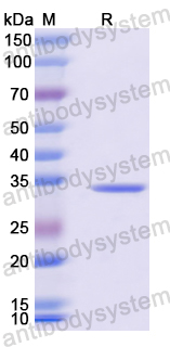 Recombinant Mouse CD62L/SELL Protein, N-His