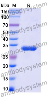 Recombinant Mouse CD62L/SELL Protein, N-His