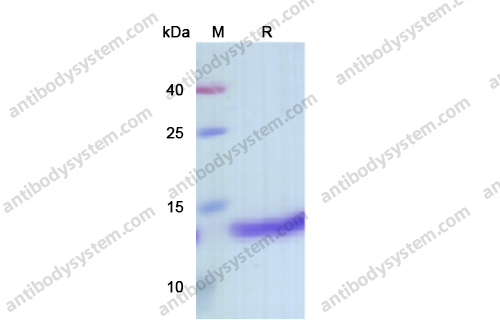 Recombinant Mouse MIF/GIF Protein, N-His