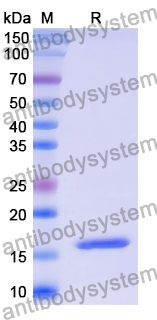 Recombinant Mouse FABP4 Protein, N-His