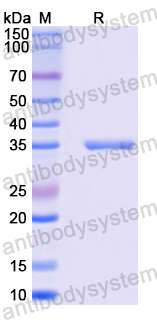 Recombinant Mouse CD155/PVR Protein, N-His