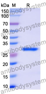 Recombinant Mouse CD19 Protein, N-His