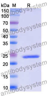 Recombinant Mouse CD127/IL7R Protein, N-His