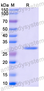 Recombinant Mouse LGALS3/Galectin-3 Protein, N-His