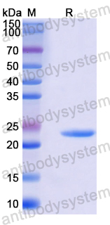 Recombinant Mouse FLT1/VEGFR1 Protein, N-His