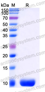 Recombinant Mouse CXCL2/GRO-beta Protein, Tag free