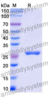 Recombinant Mouse CD33 Protein, N-His