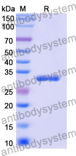 Recombinant Mouse CD73/NT5E Protein, N-His