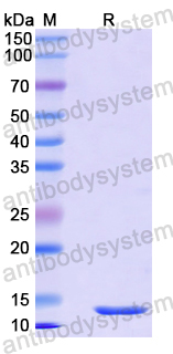 Recombinant Mouse CD204/MSR1 Protein, N-His