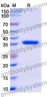Recombinant Mouse FGFR2 Protein, N-His