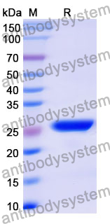 Recombinant Mouse CDH3/P-cadherin Protein, N-His