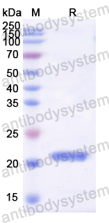 Recombinant Mouse IL10 Protein, N-His