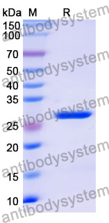 Recombinant Mouse TNC/Tenascin Protein, N-His