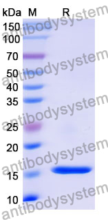 Recombinant Mouse KLRC1 Protein, N-His