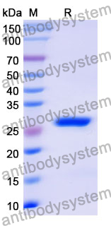 Recombinant Mouse MST1 Protein, N-His