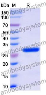 Recombinant Mouse CD38/ADPRC 1 Protein, N-His