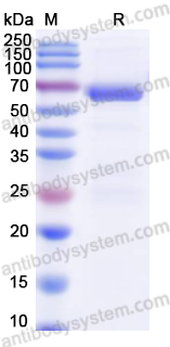 Recombinant Mouse PPP2R1A Protein, C-His