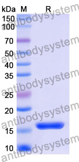 Recombinant Mouse SDC4 Protein, N-His