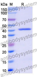Recombinant Mouse SDC4 Protein, N-GST & C-His