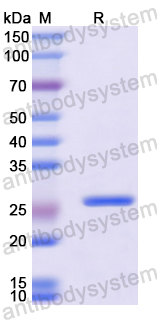 Recombinant Mouse CD171/L1CAM Protein, N-His