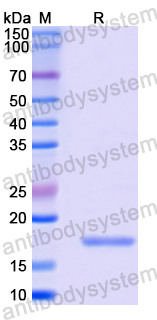 Recombinant Mouse CD70 Protein, N-His