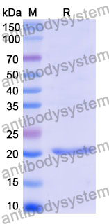 Recombinant Mouse CD68 Protein, N-His