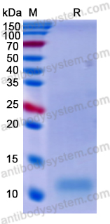 Recombinant Mouse PHB Protein, N-His