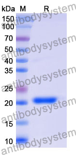 Recombinant Mouse LTBR Protein, N-His