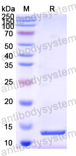 Recombinant Mouse ACVRL1 Protein, C-His