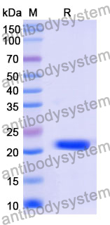 Recombinant Mouse TGFBR2/TGFR-2 Protein, N-His-SUMO