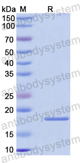 Recombinant Mouse LEP/Leptin Protein, N-His
