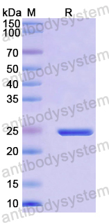 Recombinant Mouse CD200 Protein, N-His