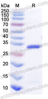 Recombinant Mouse NPTX2 Protein, N-His