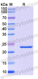 Recombinant Mouse PGF/PlGF/PLGF Protein, N-His-SUMO