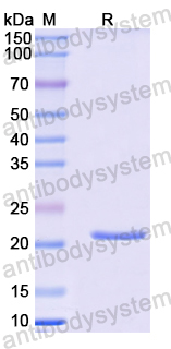 Recombinant Mouse CD253/TNFSF10/TRAIL Protein, N-His