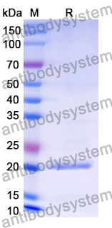 Recombinant Mouse CCL11/Eotaxin Protein, N-His-SUMO
