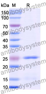 Recombinant Mouse CDH13 Protein, N-His